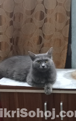 Russian female cat (রাশিয়ান মেয়ে বিড়াল)